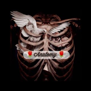 🌹 Anatomy 🌹