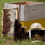 قناة النحل والعسل