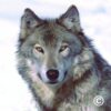 Wolfswanderungen - Telegram-Kanal