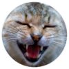 Katzenkram – Der Kanal für Katzenfreunde - Telegram-Kanal