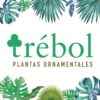 Trébol_Plantas ornamentales