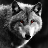 Werewolf ITA Info