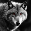 Werewolf ITA Info - Canale Telegram