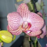 Orchidsale