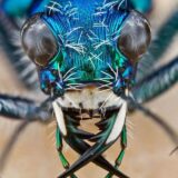 Уникальный мир насекомых