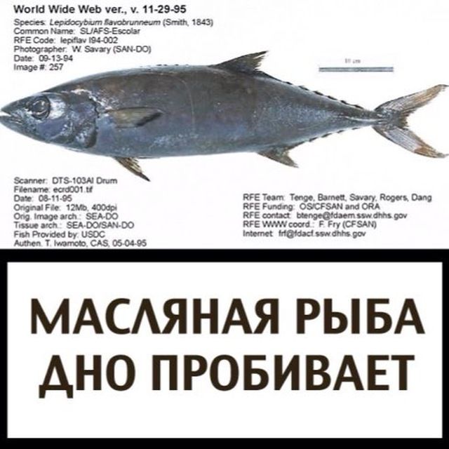 Рыба масляная фото и описание