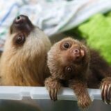 Cute sloth sleep at home 🦥