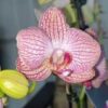 Orchidsale - Телеграм-канал