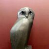 Swiss Owl - Телеграм-канал