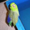 Погладь попугая 🦜 - Телеграм-канал