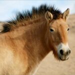 Лошадь Пржевальского - Телеграм-канал