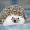 Ёжики | Beautiful Hedgehogs - Телеграм-канал