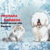 Пропала/найдена собака/кошка/кот Харьков - Телеграм-канал