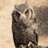 Owl Case - Телеграм-канал