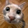 Funny Cats GIF | Кошки в ГИФках - Телеграм-канал