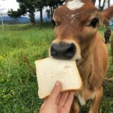 Cow gifs