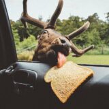 Deer gifs