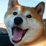Shiba Inu / Doge - Telegram Channel